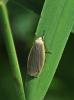 Eilema griseola